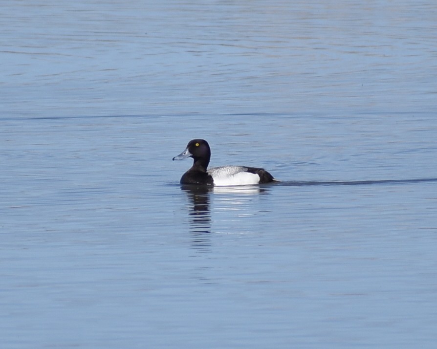 Greater/Lesser Scaup - ML620619528