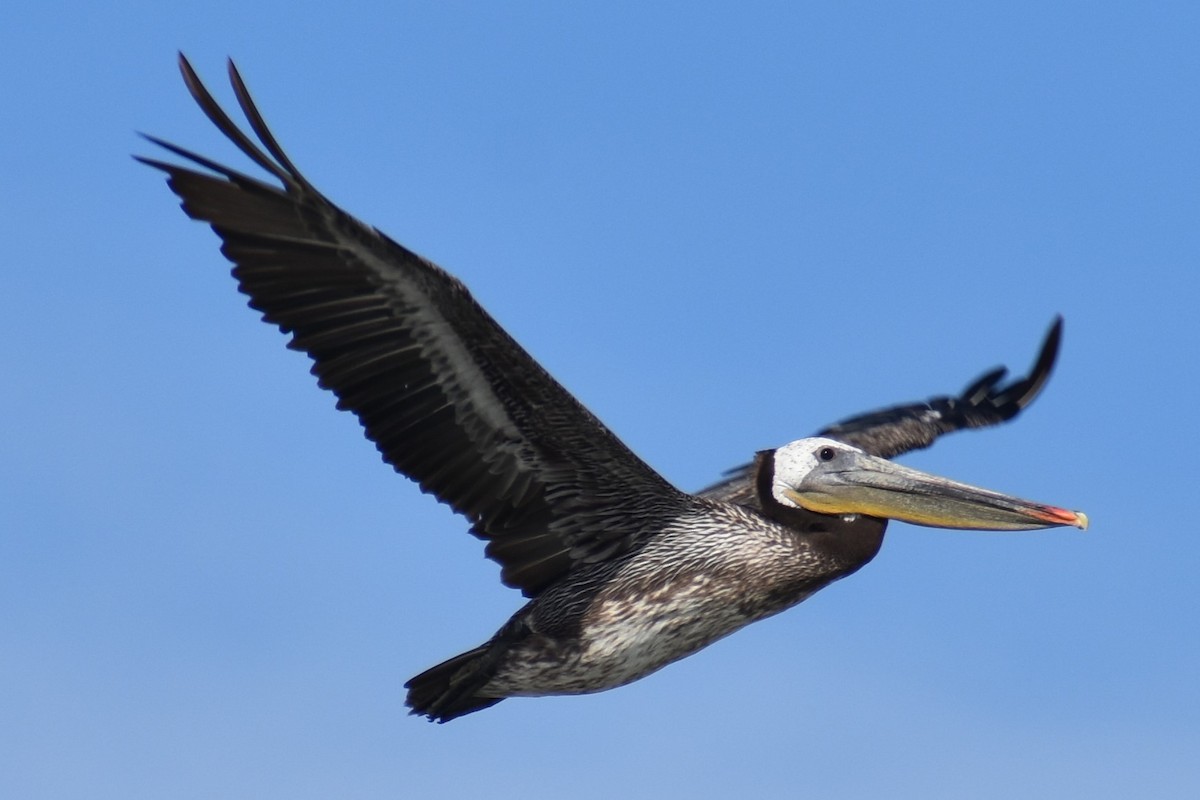 Brown Pelican - ML620619532