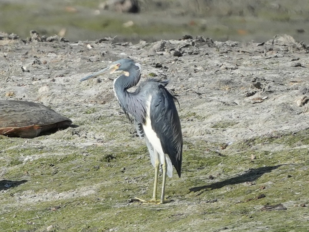 サンショクサギ - ML620619533