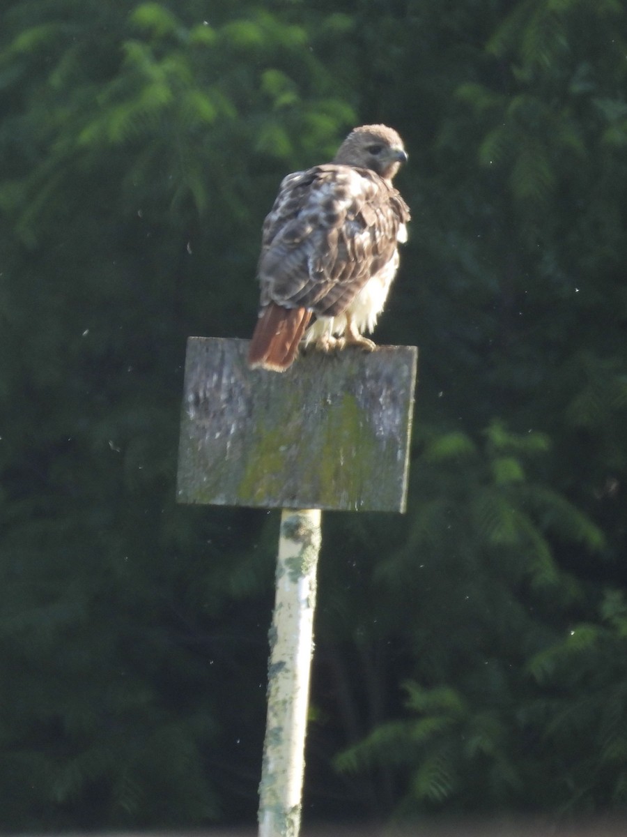 Rotschwanzbussard - ML620619535