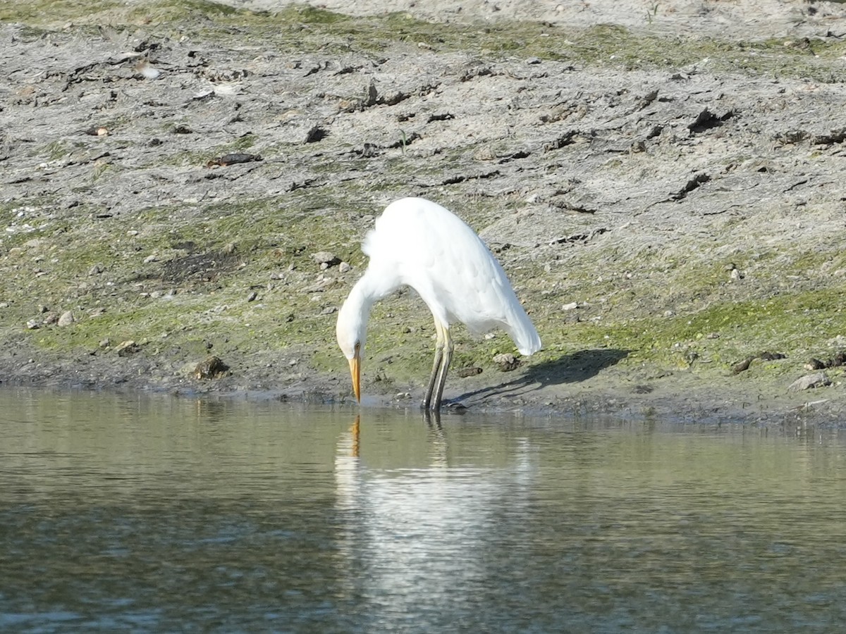 Western Cattle Egret - ML620619536