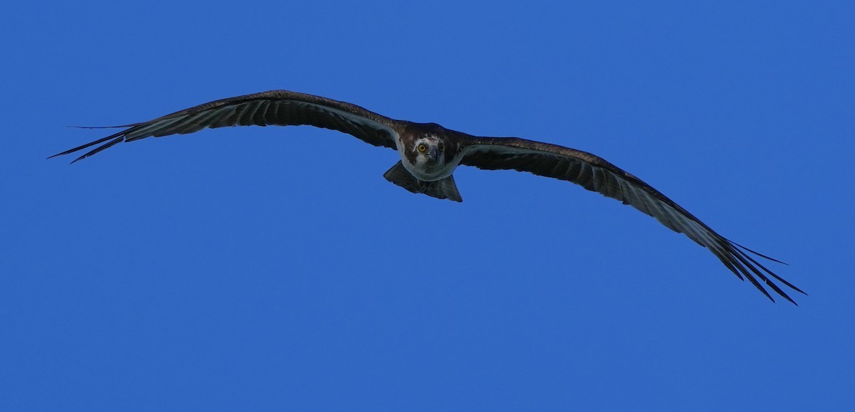 Osprey - Dave Bowman