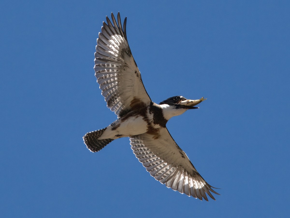 Belted Kingfisher - ML620619539