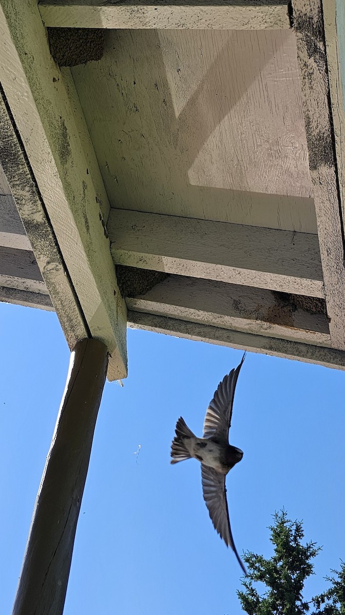 Cliff Swallow - ML620619545