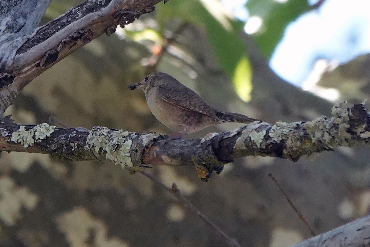 House Wren - ML620619546