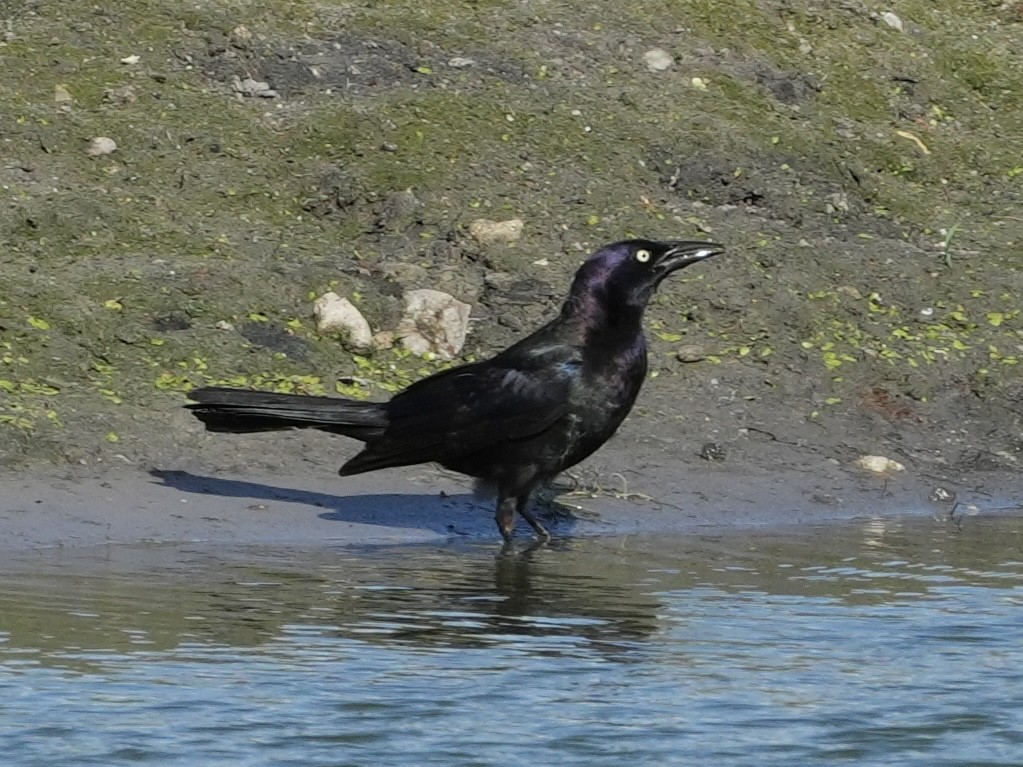 Boat-tailed Grackle - ML620619549