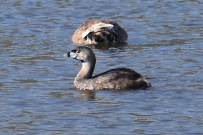 Pied-billed Grebe - ML620619553