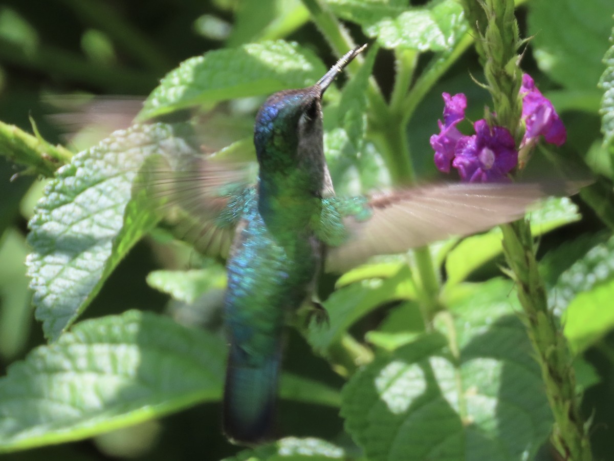 Violet-headed Hummingbird - Jeff  Witters