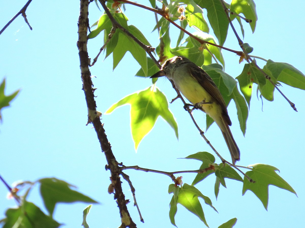 Dusky-capped Flycatcher - ML620619558