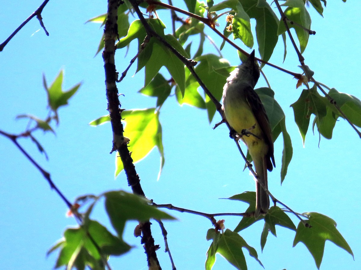 Dusky-capped Flycatcher - ML620619559