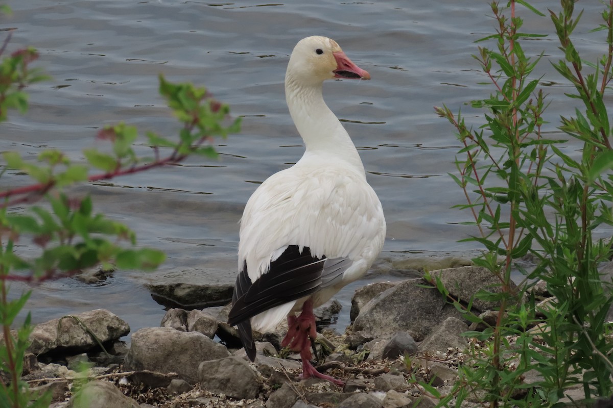 Snow Goose - ML620619560