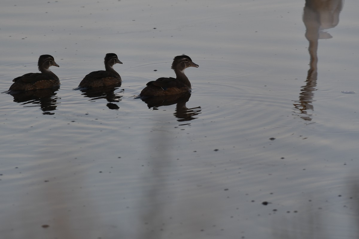 Wood Duck - ML620619563