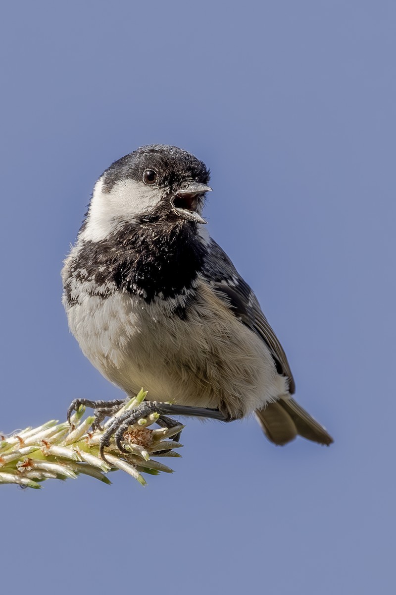 Coal Tit - ML620619565