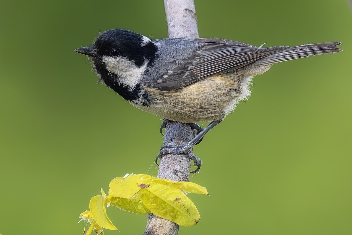 Coal Tit - ML620619568