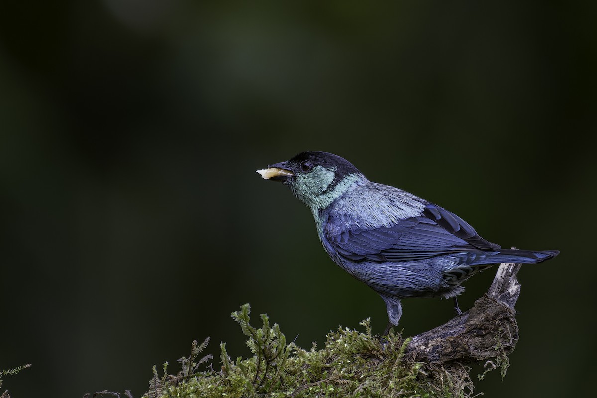 Black-capped Tanager - George Roussey