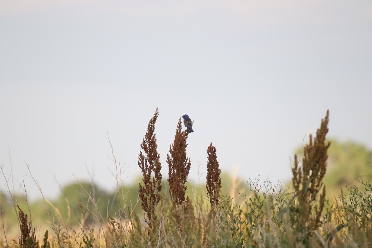 Blue Grosbeak - ML620619571