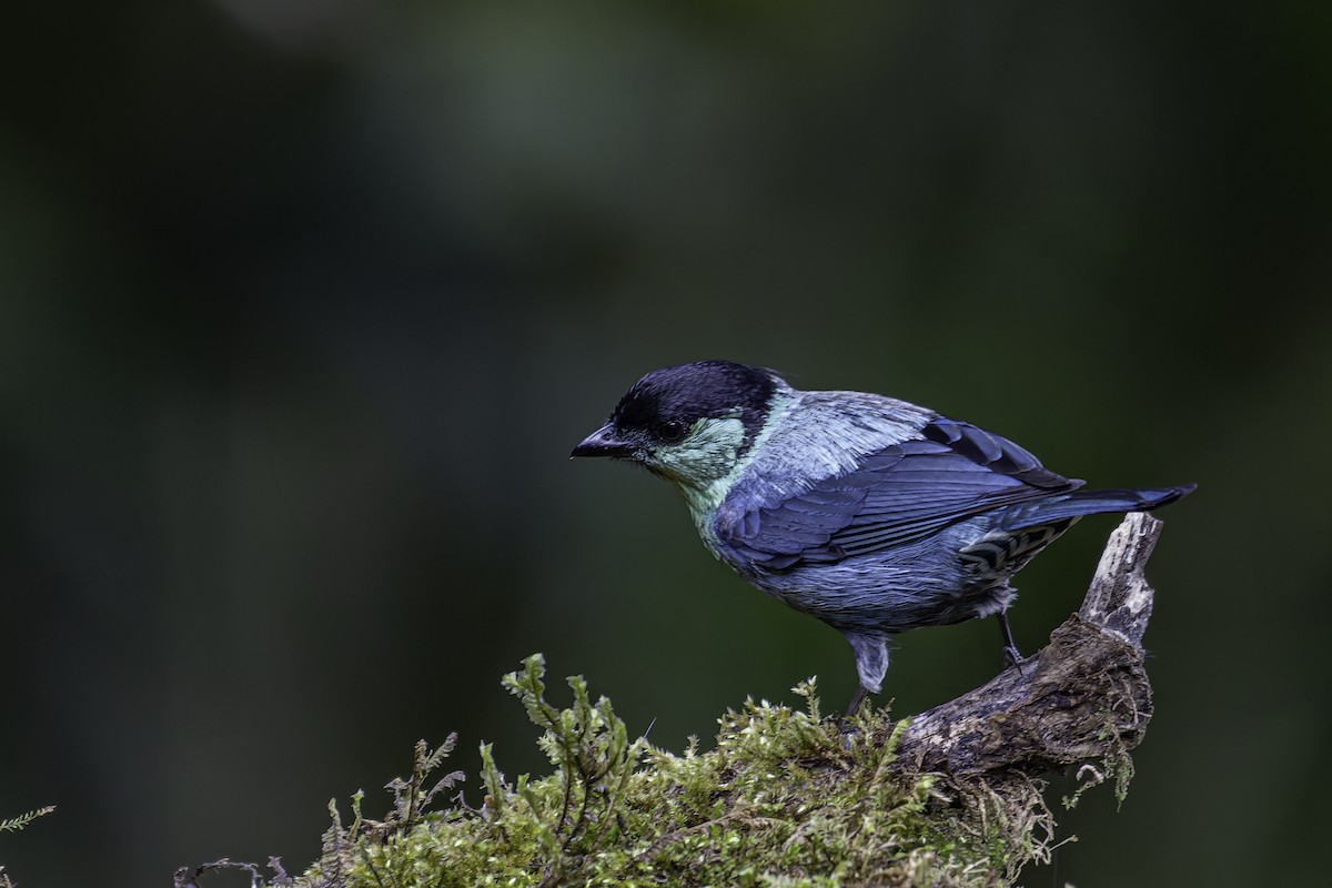 Black-capped Tanager - ML620619574