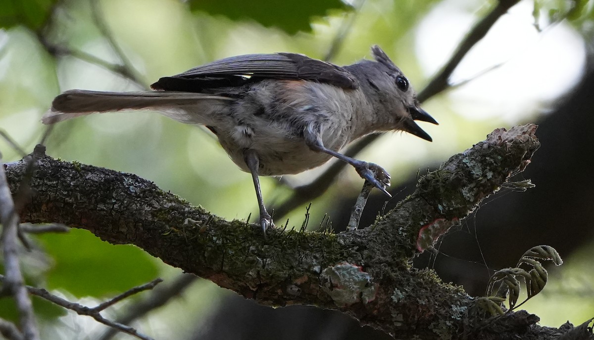 Tufted Titmouse - ML620619576