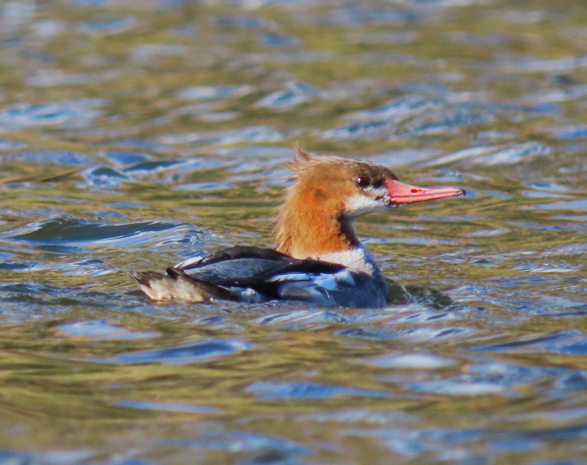 Common Merganser - ML620619577