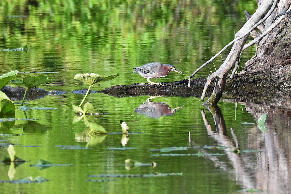 Green Heron - ML620619578