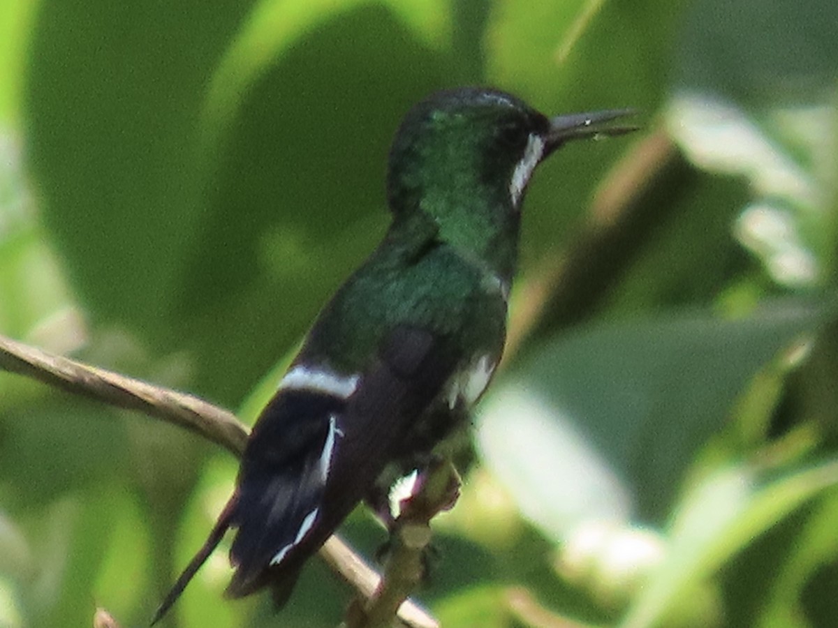 Green Thorntail - ML620619582