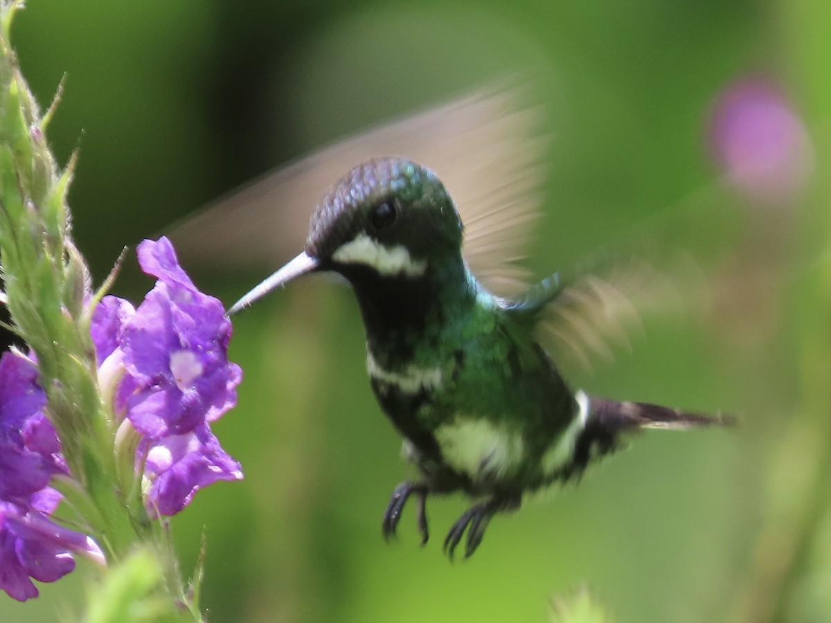 Green Thorntail - ML620619583