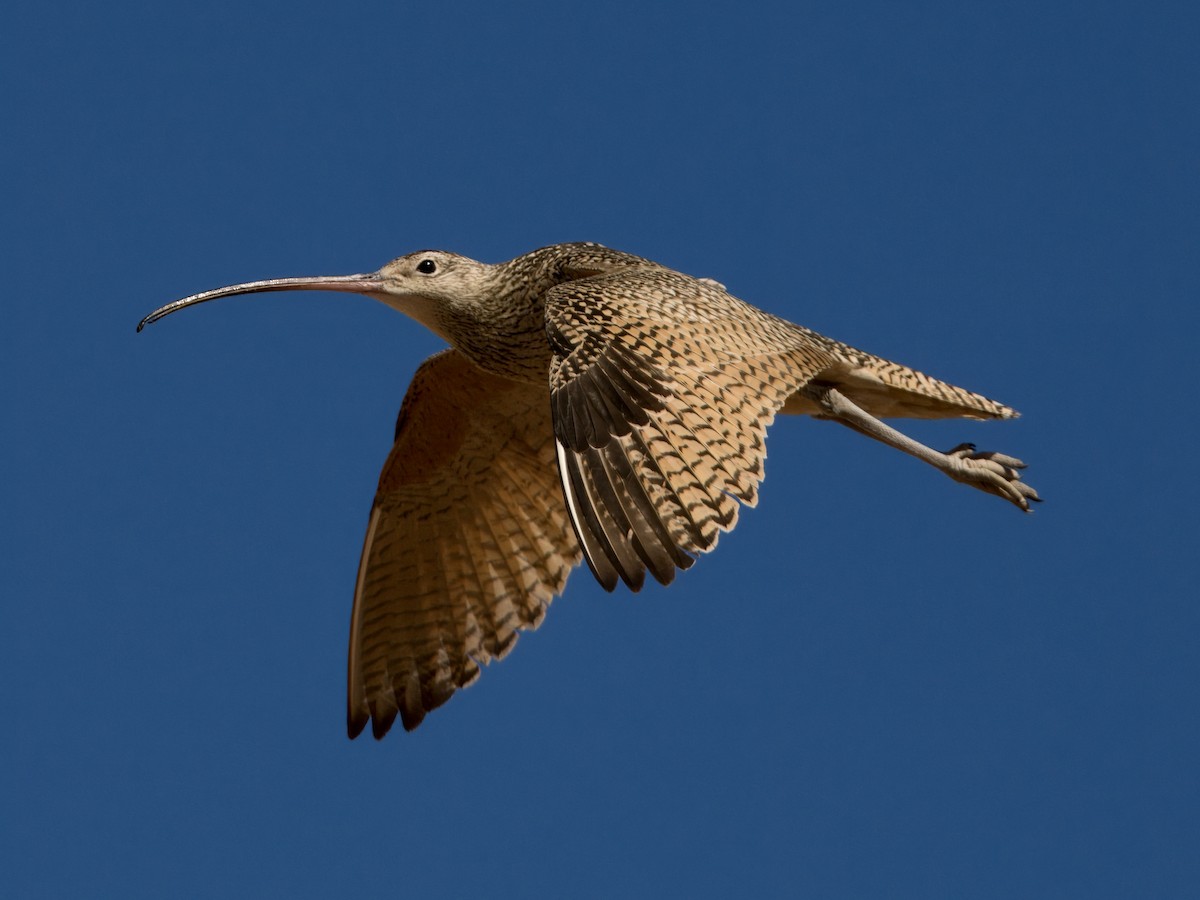 Rostbrachvogel - ML620619590