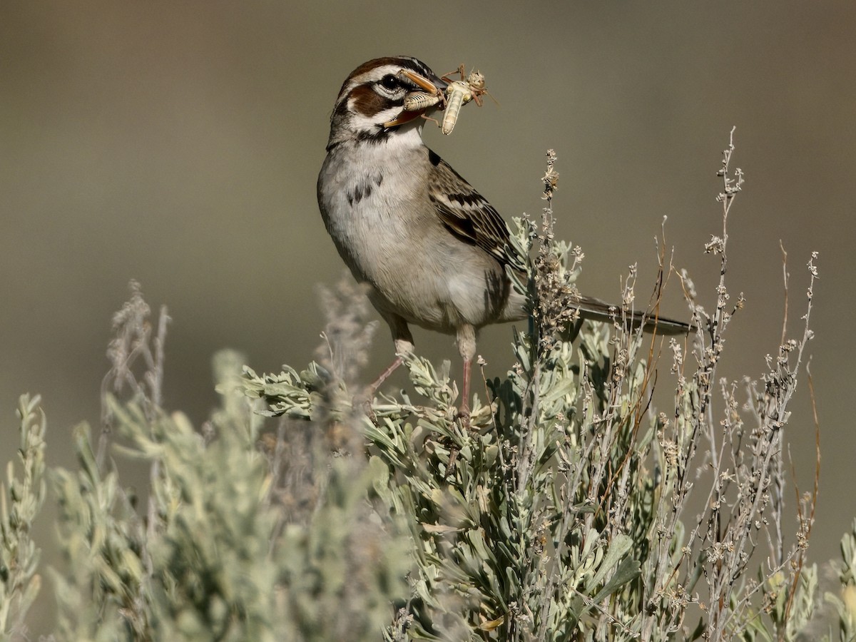 Lark Sparrow - ML620619603