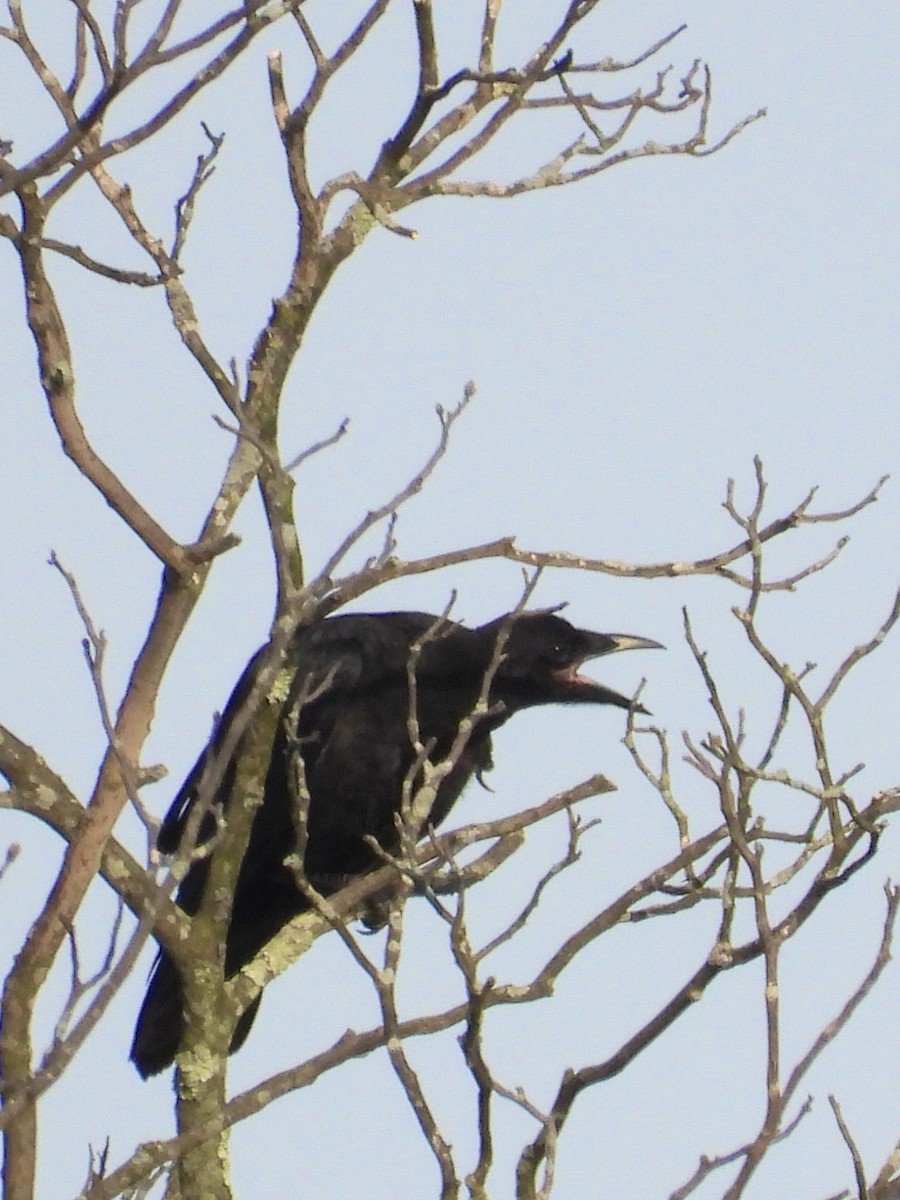 American Crow - ML620619604