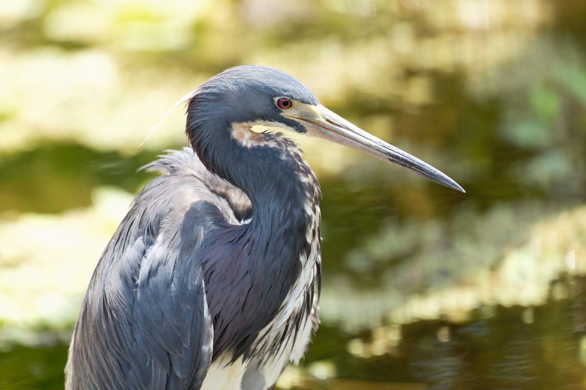 Tricolored Heron - ML620619605