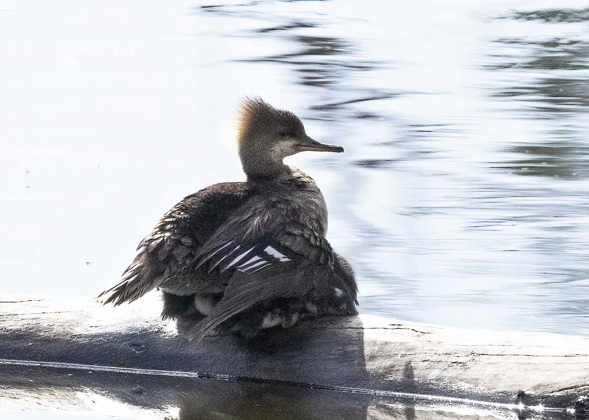 Hooded Merganser - ML620619618