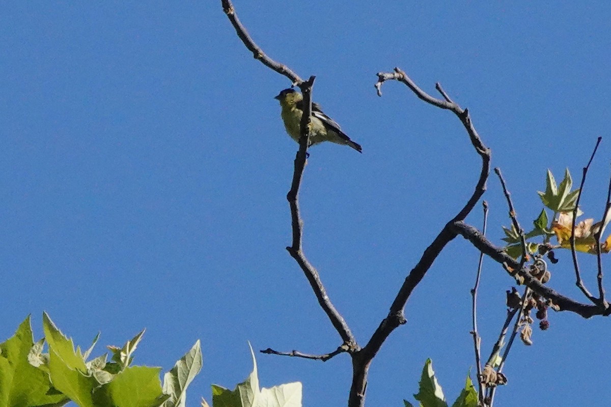 Lesser Goldfinch - ML620619619