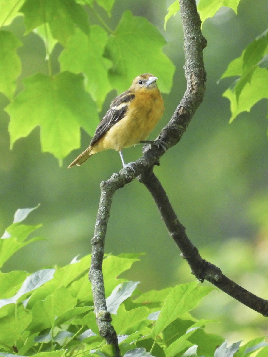 Baltimore Oriole - Tracy Mosebey