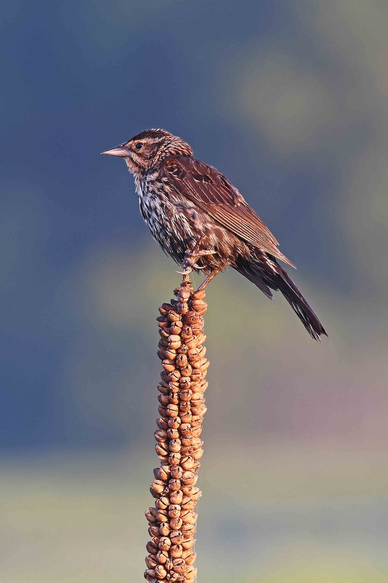 Red-winged Blackbird - ML620619626