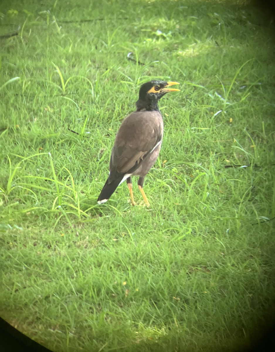 Common Myna - ML620619627