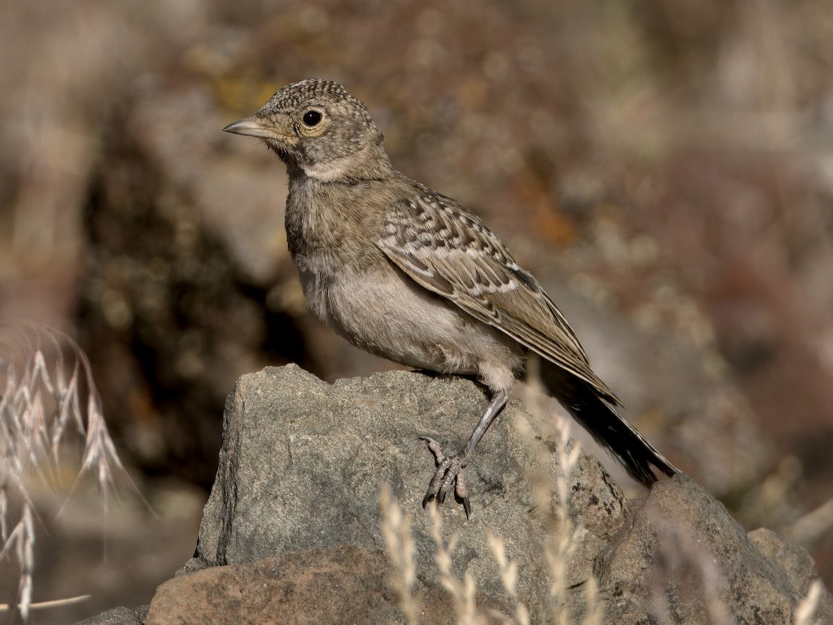 Horned Lark - ML620619628