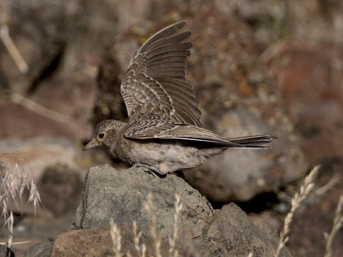 Horned Lark - ML620619629