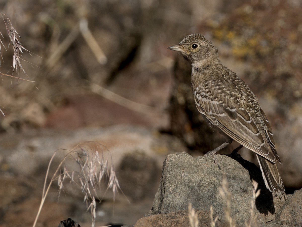 Horned Lark - Bobby Wilcox