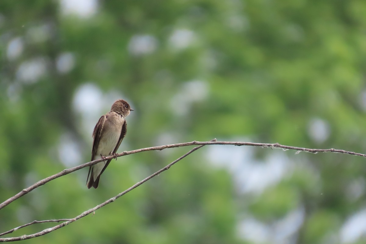 Northern Rough-winged Swallow - George Levtchouk