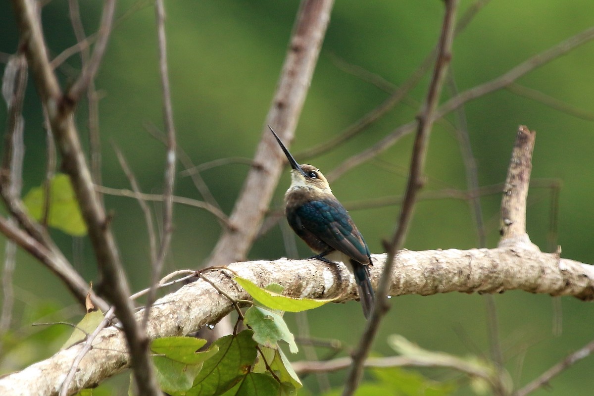 Jacamar à tête pâle - ML620619633