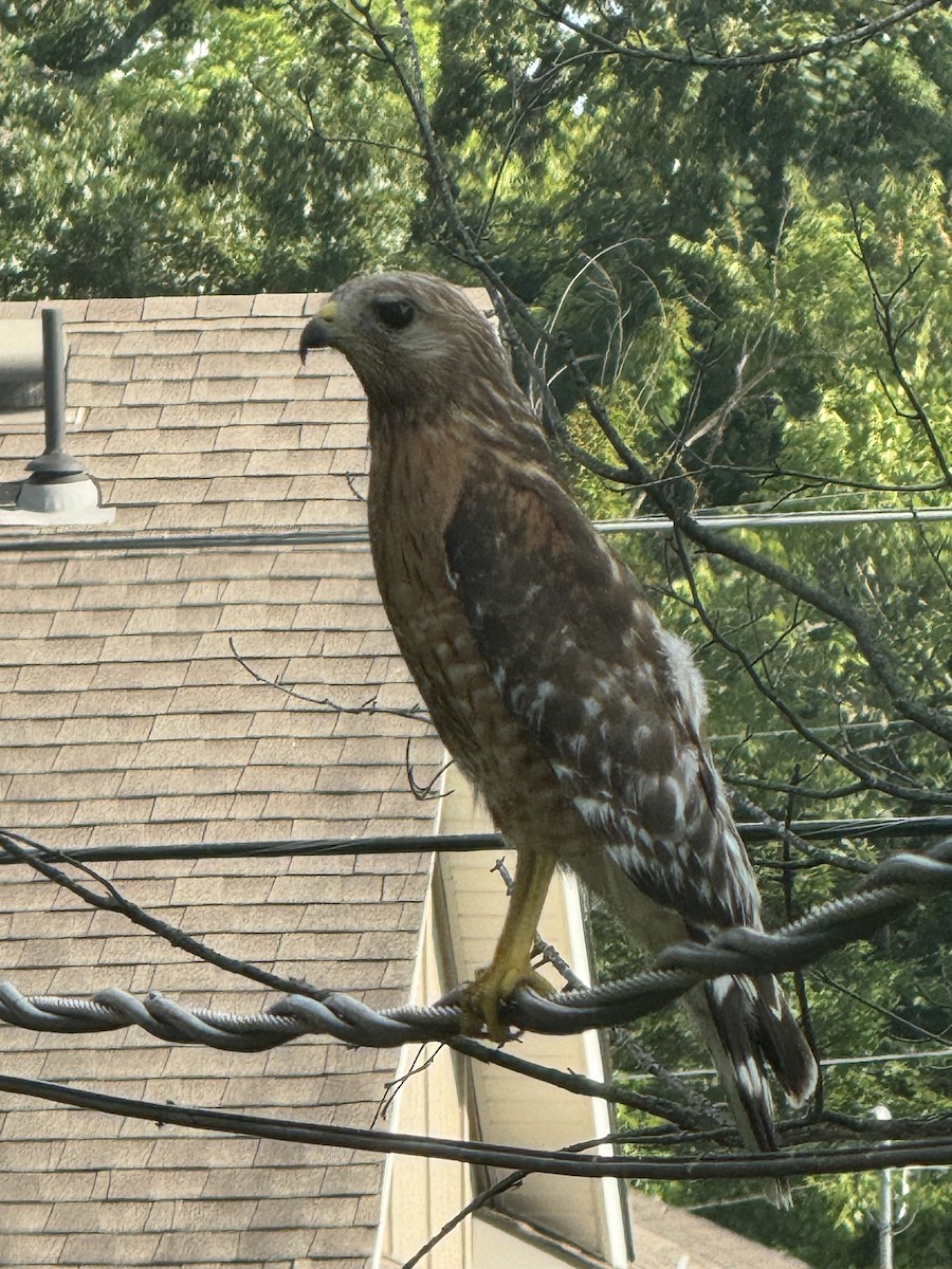 Red-shouldered Hawk - ML620619638