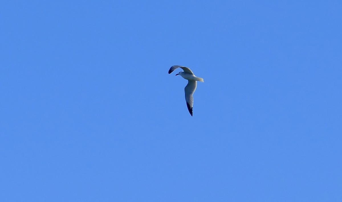 Audouin's Gull - ML620619643