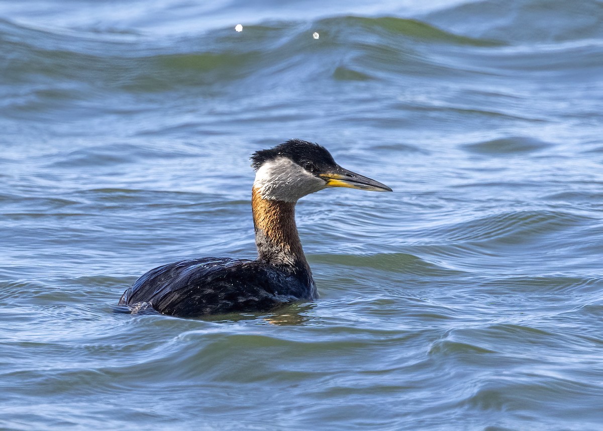 Red-necked Grebe - ML620619648