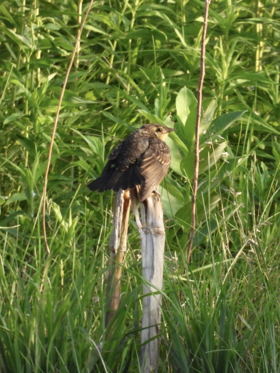 Red-winged Blackbird - ML620619651