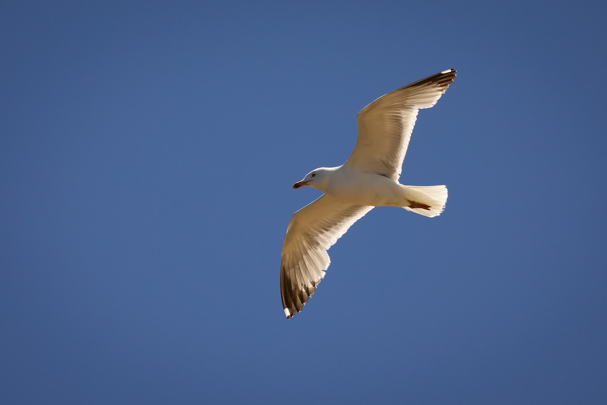 Yellow-legged Gull - ML620619655