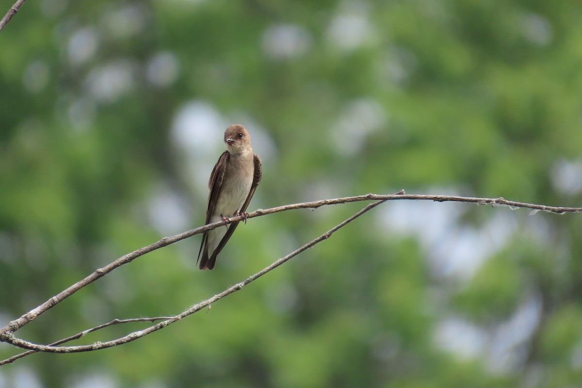 Northern Rough-winged Swallow - ML620619656