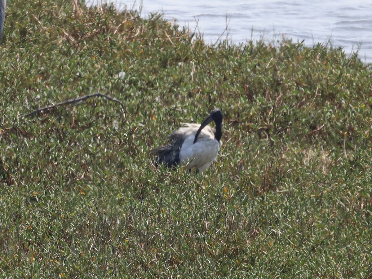 African Sacred Ibis - ML620619657