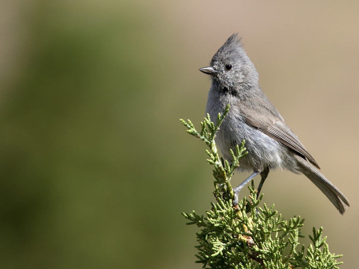 Juniper Titmouse - ML620619658