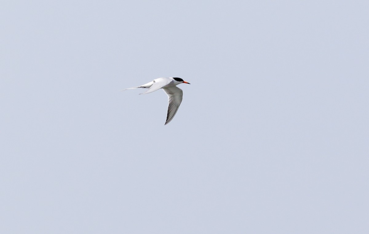 Forster's Tern - ML620619660