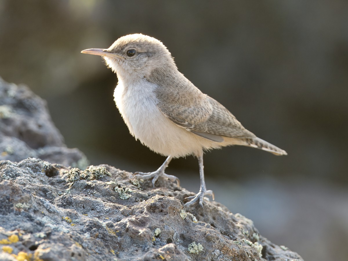 Rock Wren - ML620619662